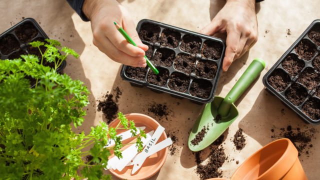 gardening, planting at home. man sowing seeds in germination box